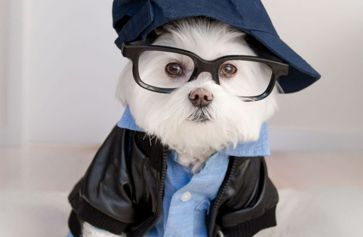 Hipsterhond Toby heeft meer dan 80.000 volgers