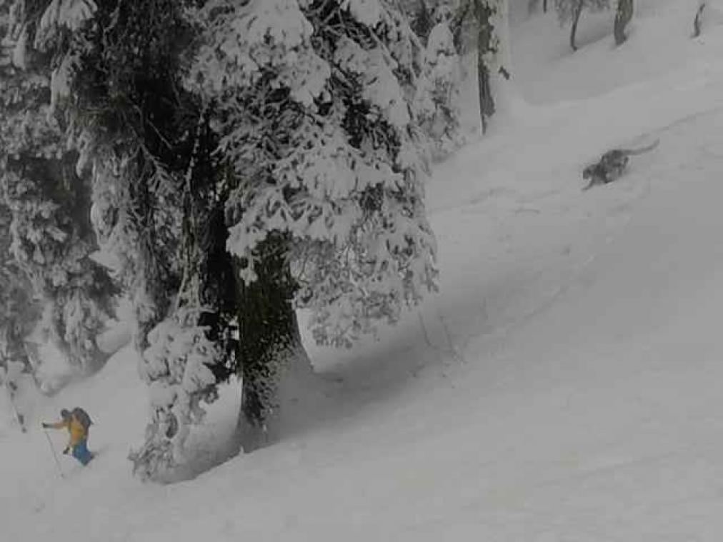 Skiërs botsen op zeldzame sneeuwluipaard