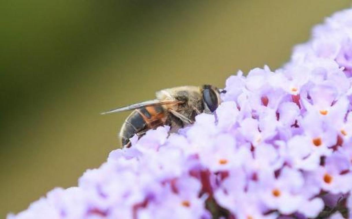 VS schrappen verbod op pesticiden die in verband worden gebracht met bijensterfte