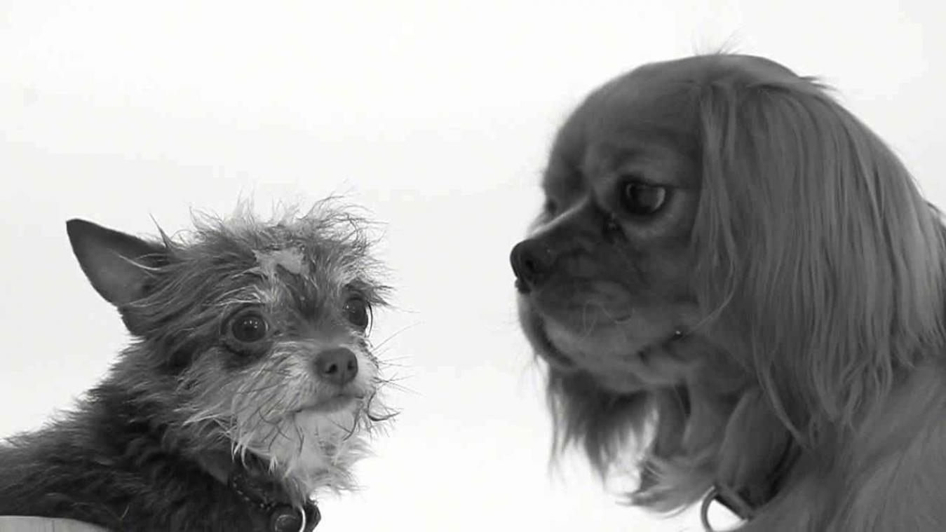First Sniff is de leukste parodie op First Kiss