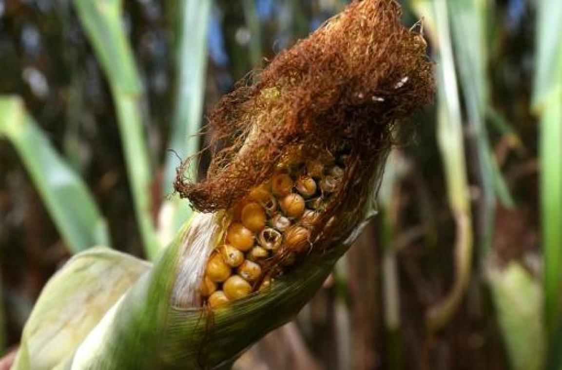 Tot de helft minder groenten door hitte