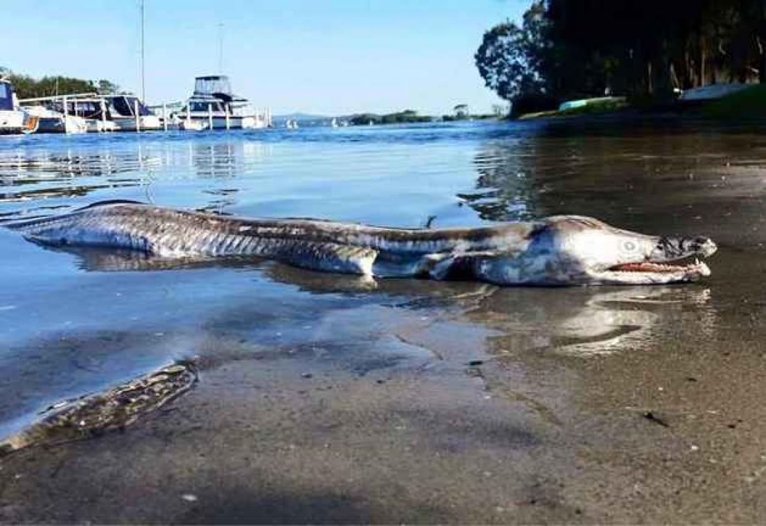Mysterieus dier aangespoeld in Australië