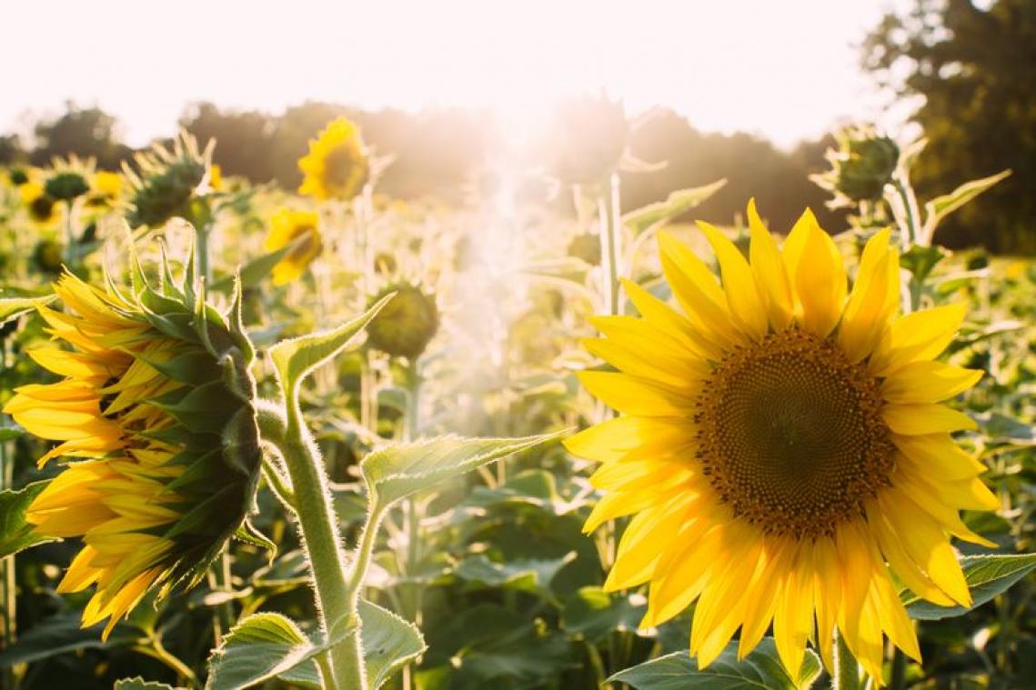 Zonnebloemkwekerij moet velden sluiten door opdringerige selfiezoekers
