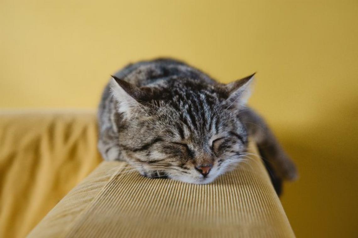 Bewezen. Katteneigenaars zouden zich sneller aangetrokken voelen tot bondage