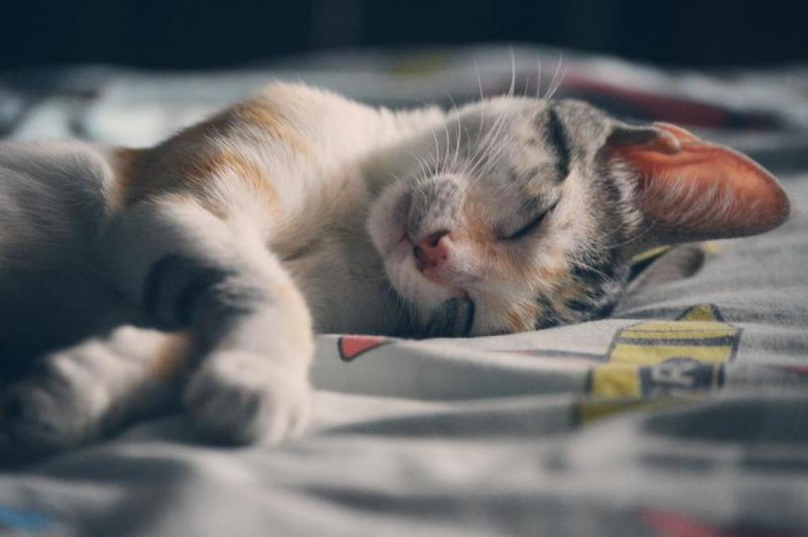Vermiste kat keert na 13 jaar terug naar haar baasje