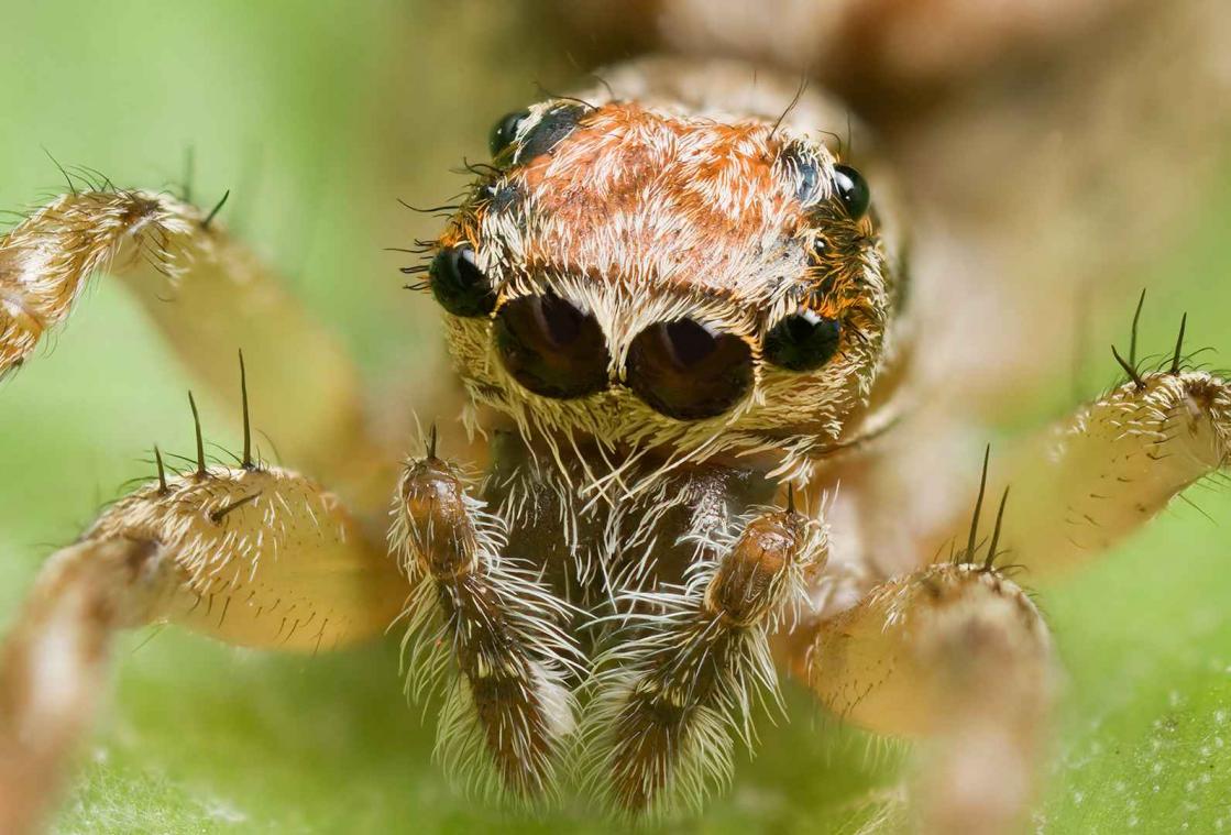Mensen met spinnenfobie overschatten grootte van de diertjes