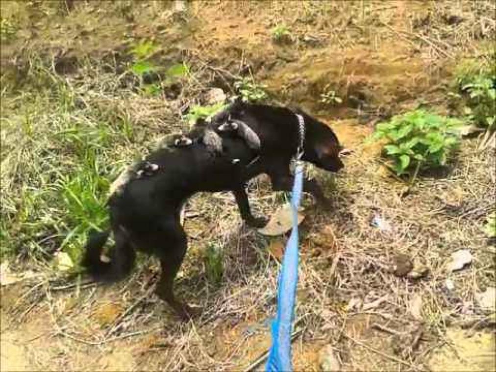 Hond adopteert nestje verweesde buidelratten