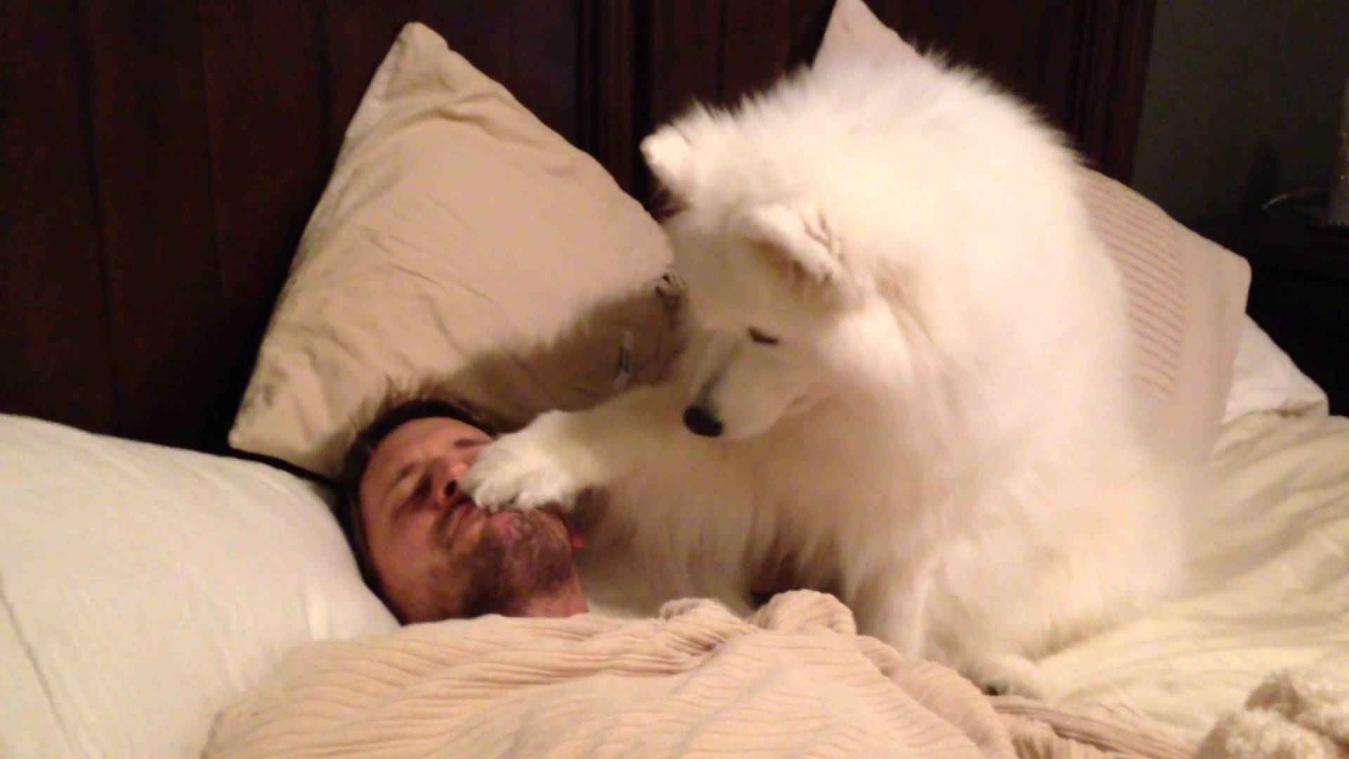 Hond tikt baasje poeslief wakker