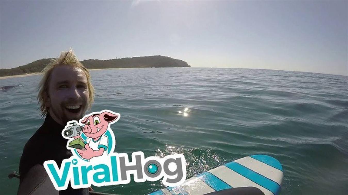 VIDEO. Paddleboarder krijgt het gezelschap van drie bultruggen