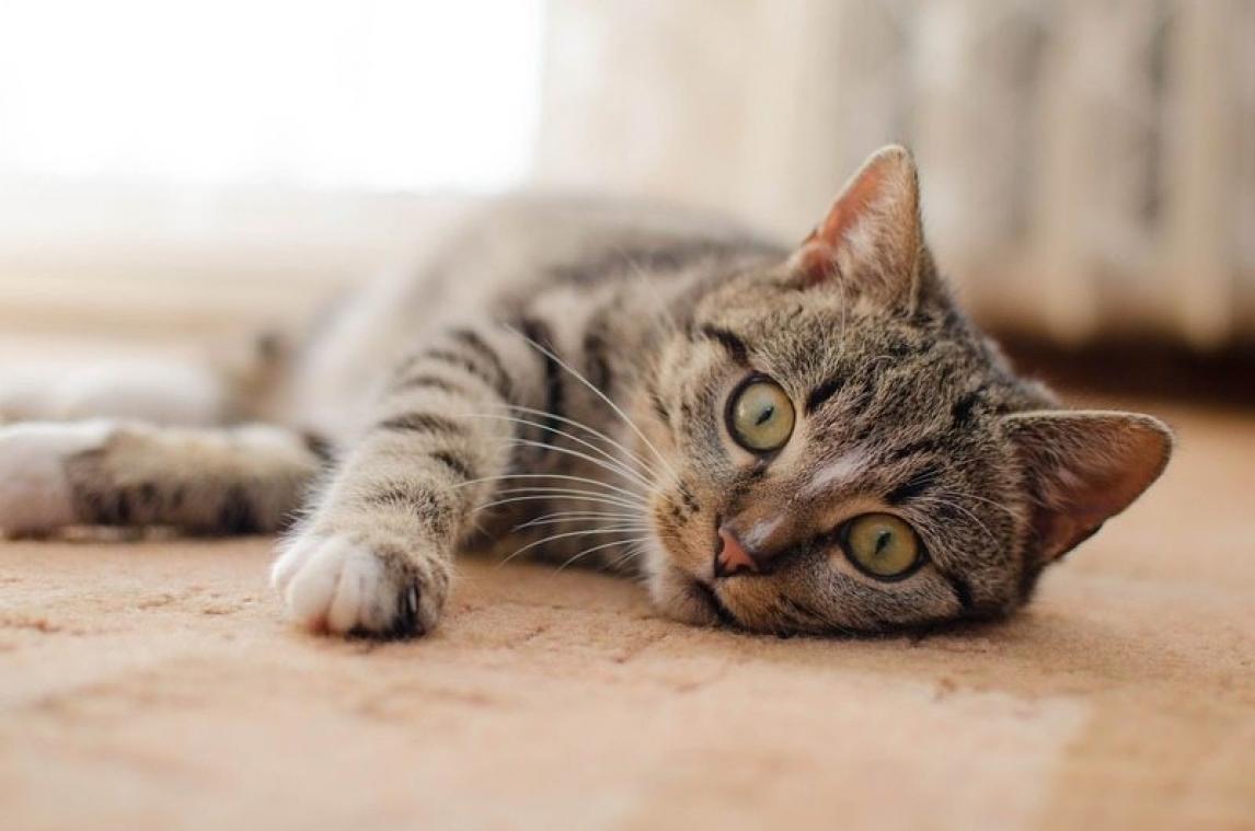 Katten veroverden samen met Vikingen de wereld