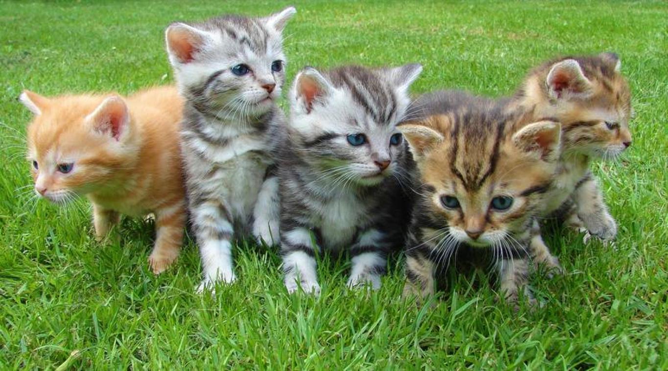Kattenliefhebber en op zoek naar een job? Dan is dit iets voor jou