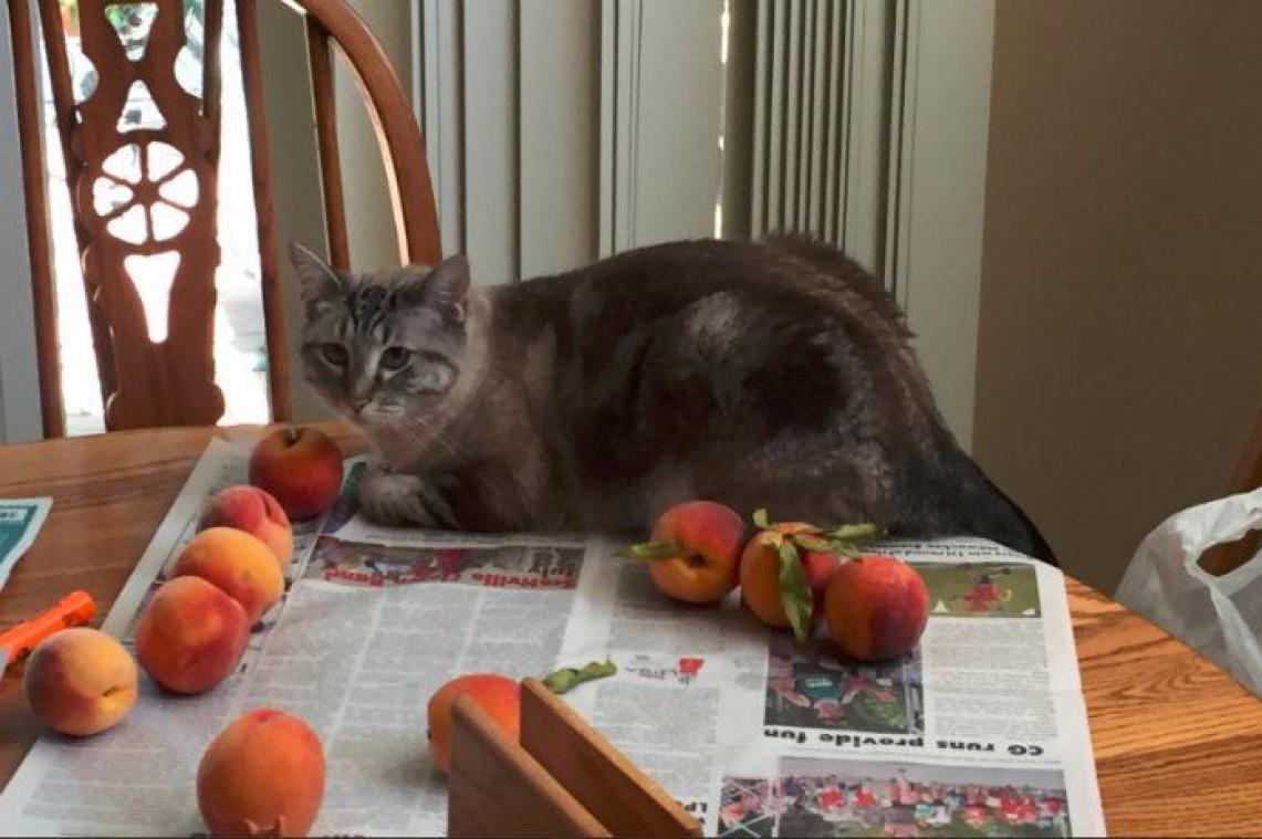 Ozzy de kat krijgt maar geen genoeg van perziken