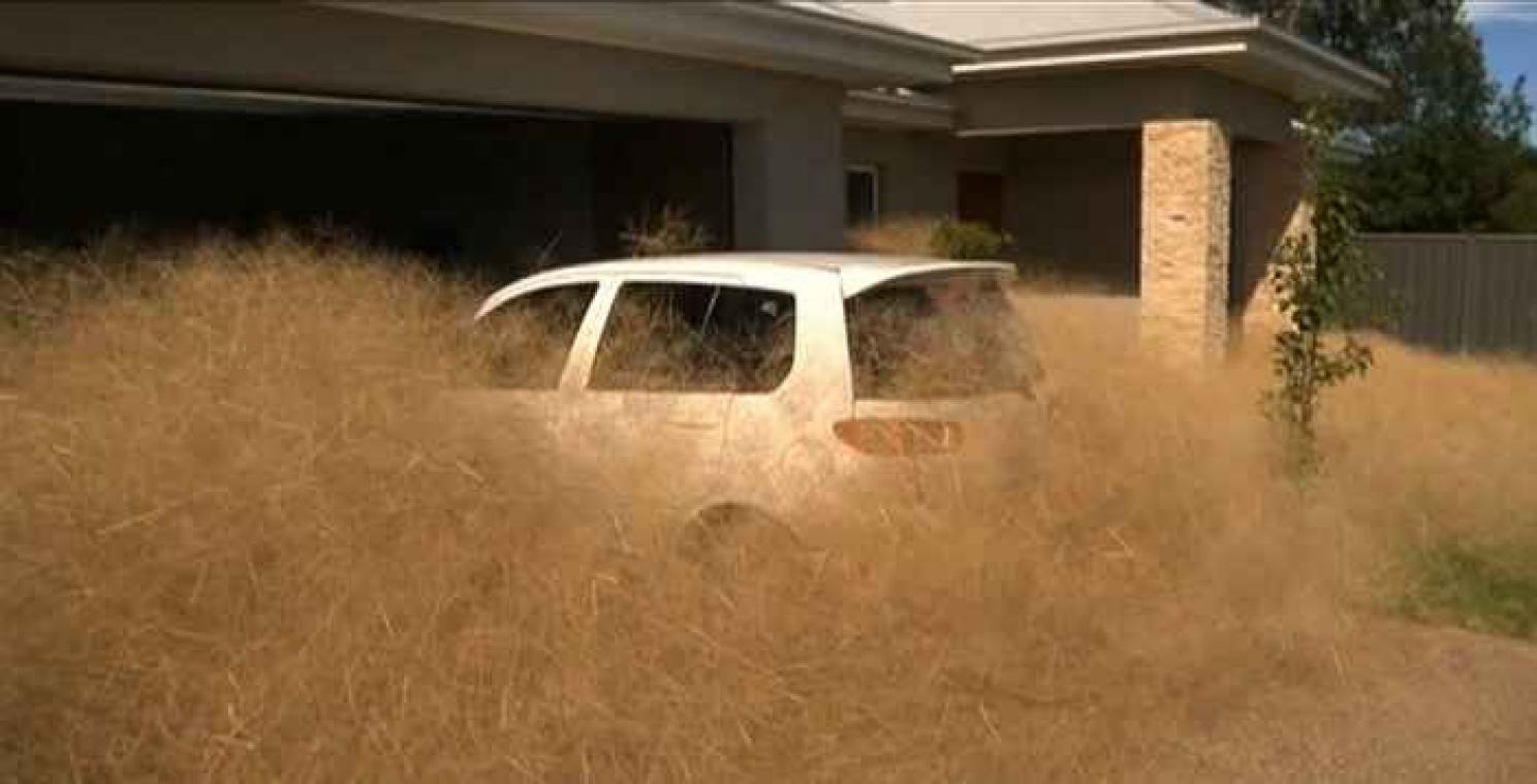 Australisch stadje geplaagd door 'harige paniek'