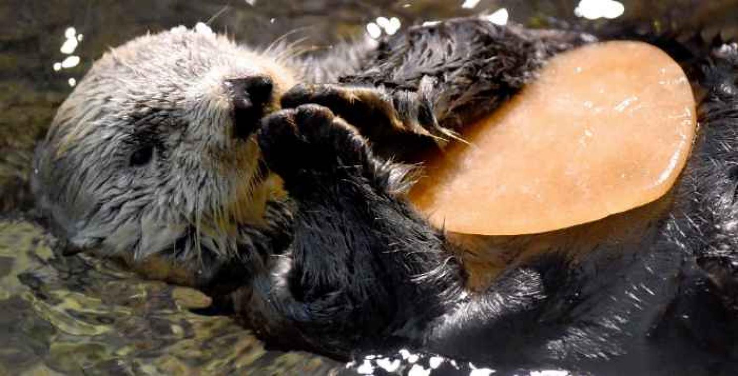 Otter komt door broekje op tragische wijze aan zijn einde