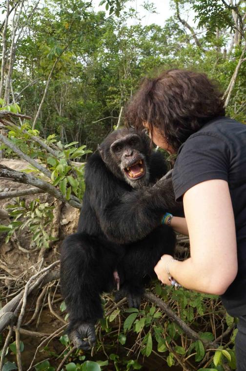 Eenzaamste chimpansee ter wereld krijgt bezoek