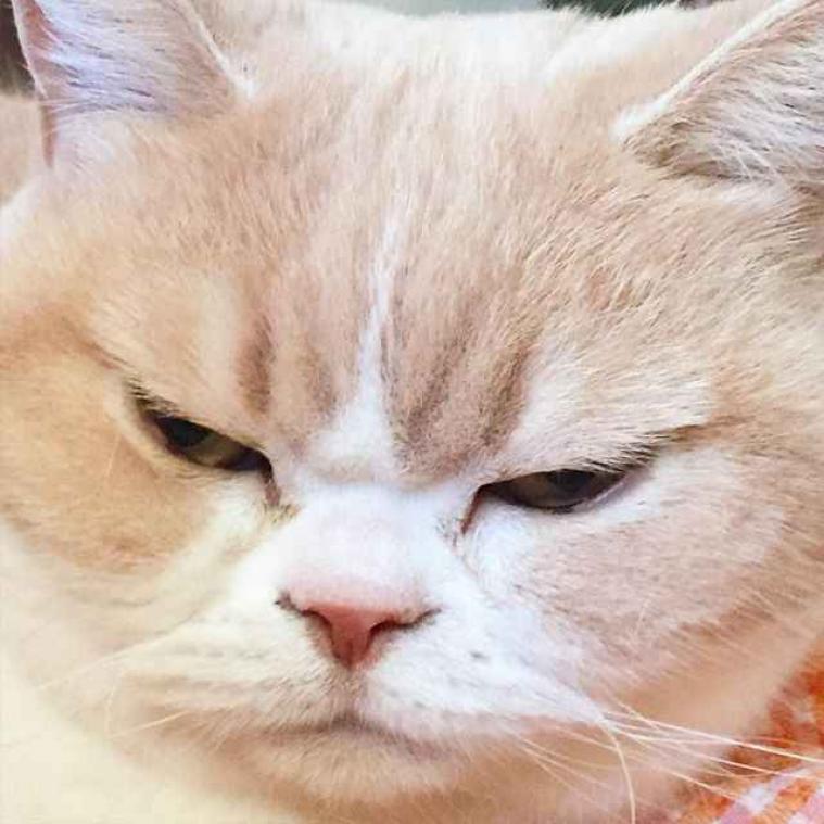 Japanse poes stoot Grumpy Cat van de troon