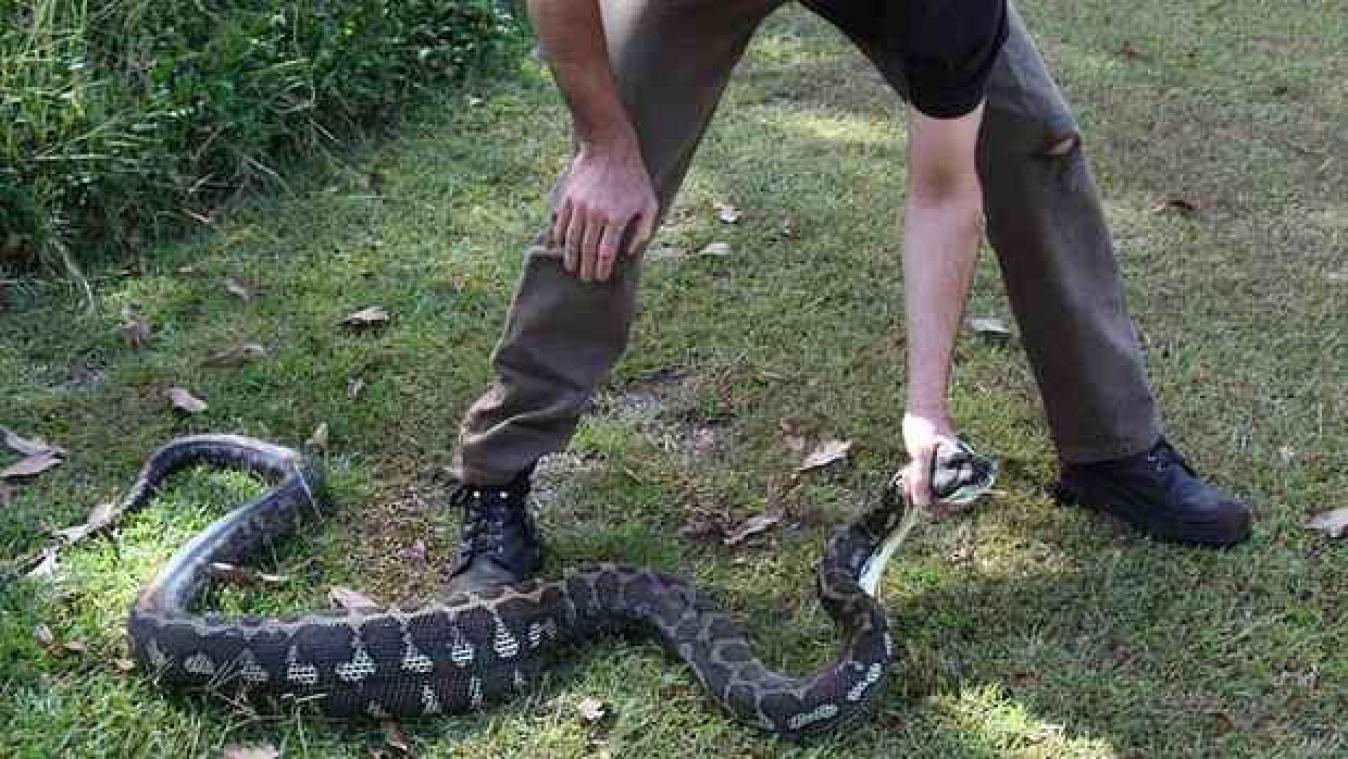 Python eet gezinshond op