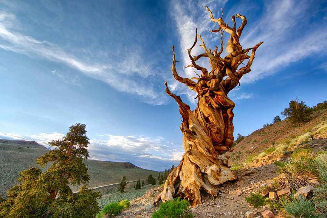 10 prachtige bomen die de komende generaties nog moeten zien