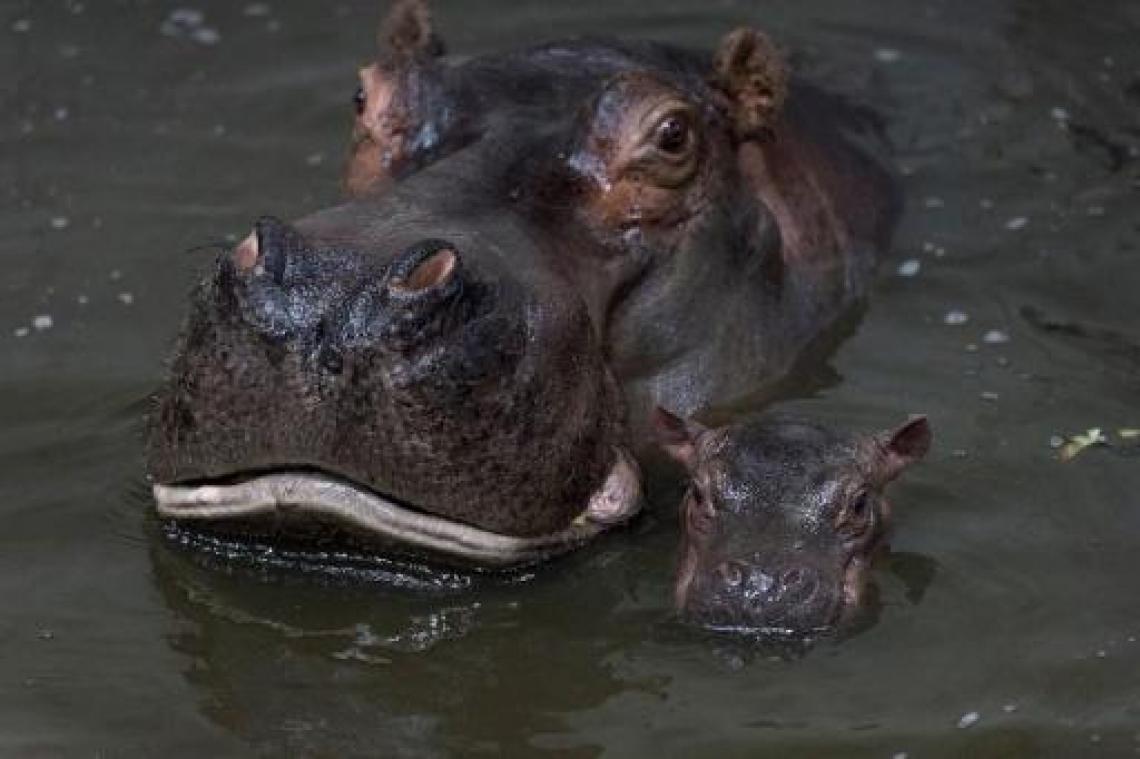 Nijlpaard doodt toerist in Kenia