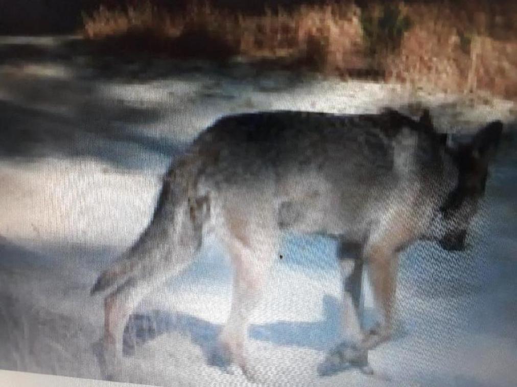 Tweede wolf actief in Vlaanderen