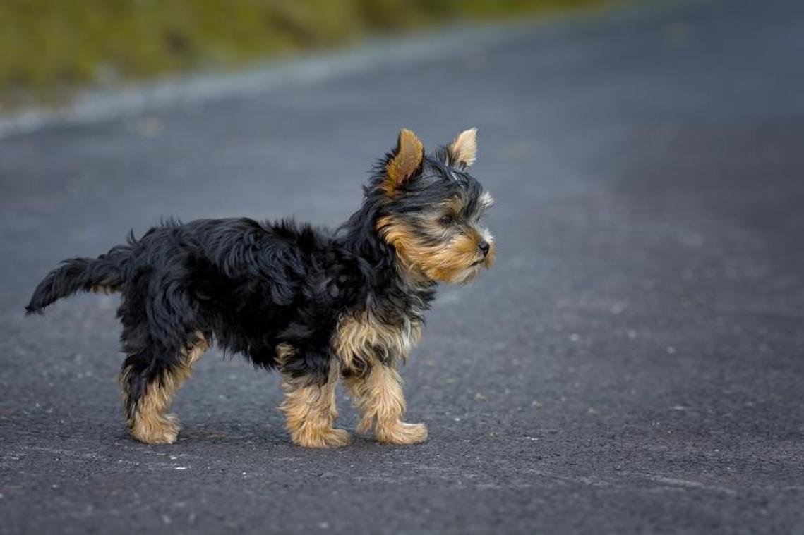 Kleine honden nemen soortgenoten beet tijdens het plassen