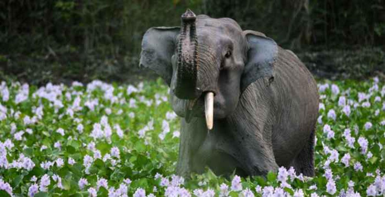 Olifant breekt huis af maar komt terug om baby te redden