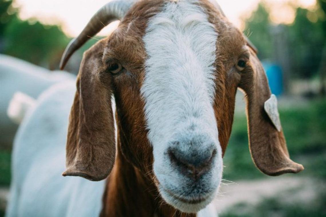 Dappere geit breekt deur open en redt zo tientallen dieren van de slacht