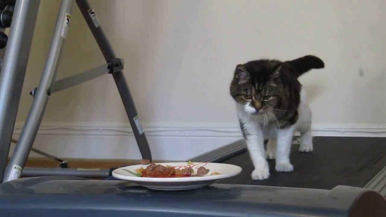 Zo hou je de kat fit