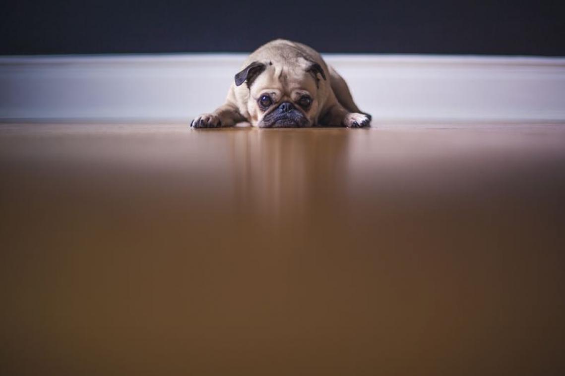 Kan je huurbaas je hond of kat uit huis zetten?