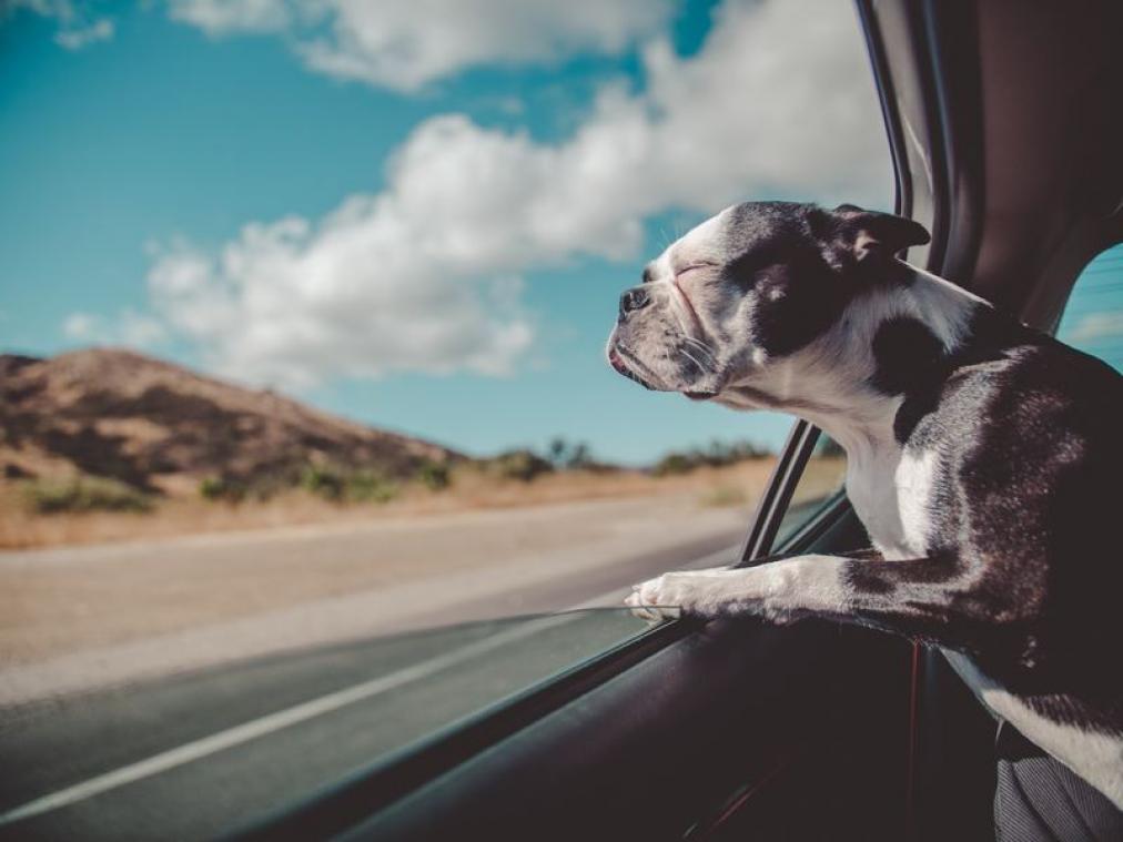 Geef jij deze honden een nieuwe thuis?