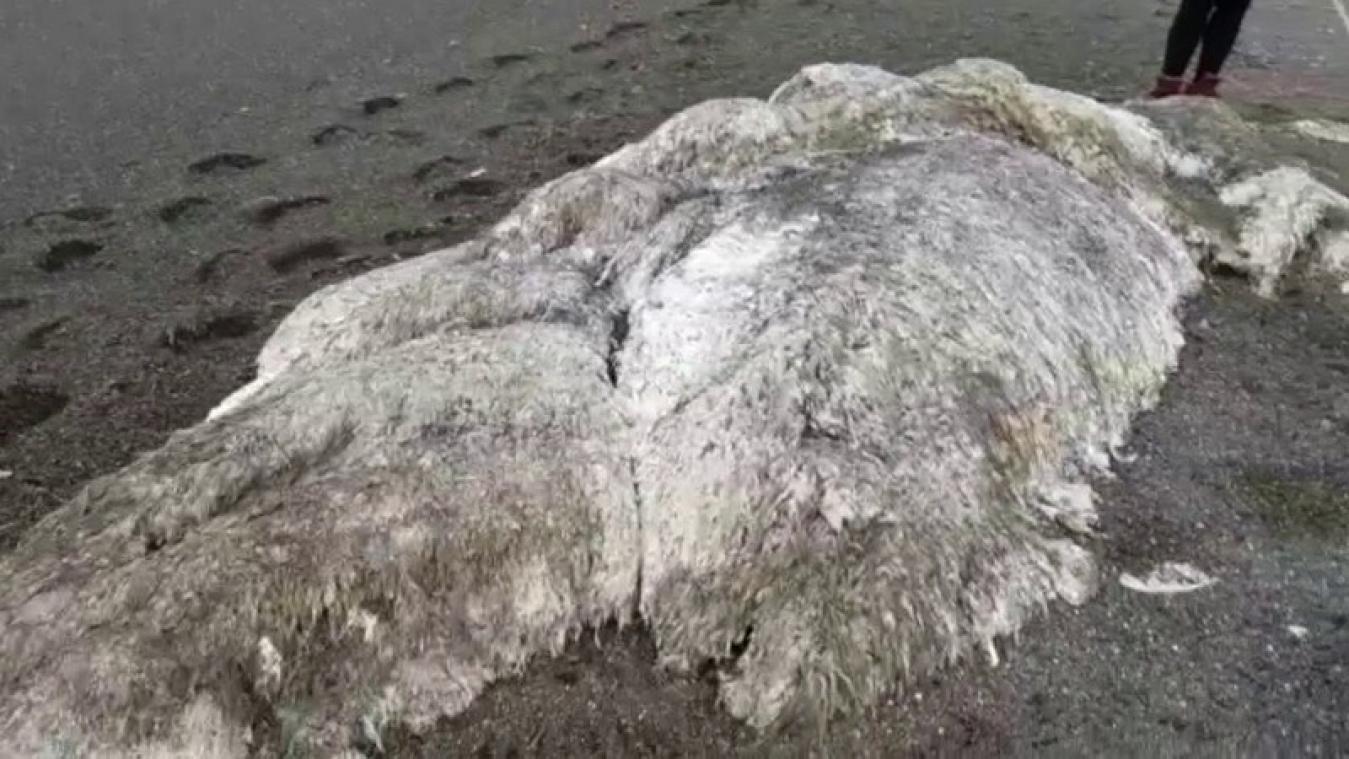 VIDEO. Behaard zeemonster spoelt aan in Rusland