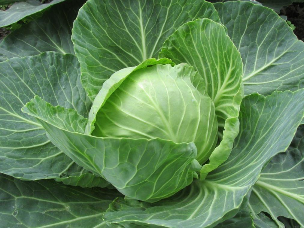 Kool, spruitjes en broccoli beschermen tegen kanker
