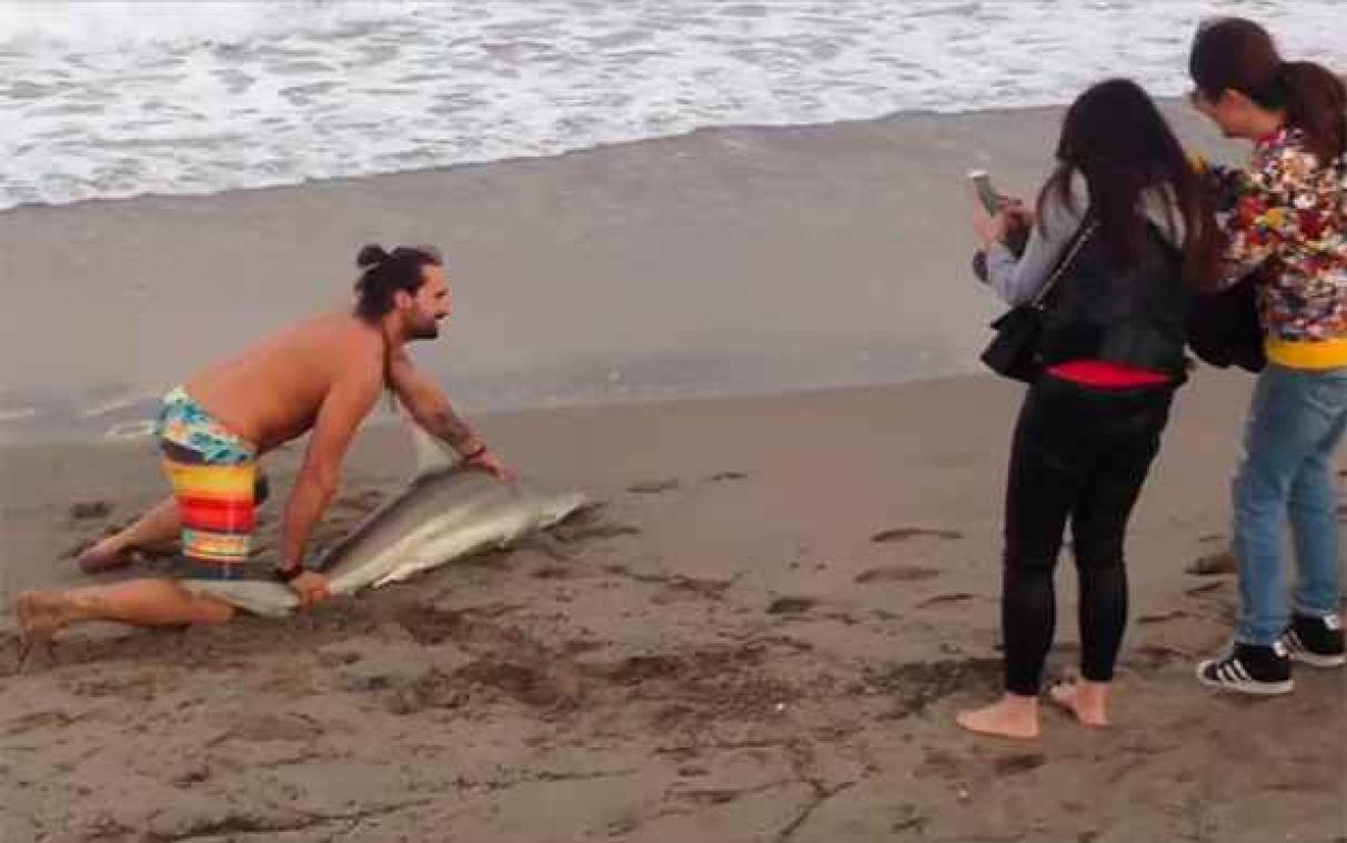 Opdringeringe strandganger sleurt haai uit zee voor fotoshoot