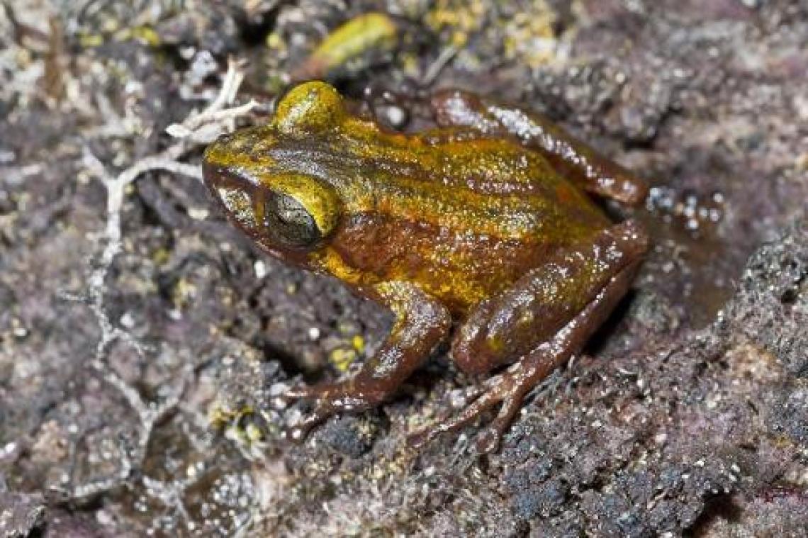 Recordaantal kikkers, padden en salamanders veilig over de weg gezet