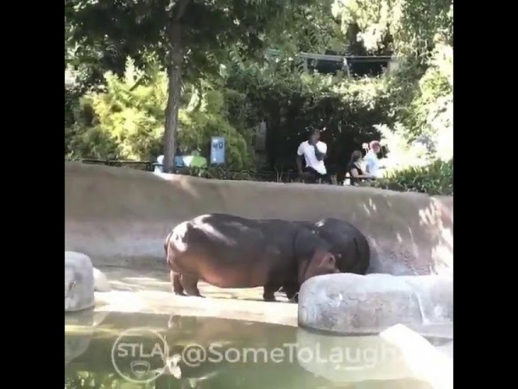 VIDEO. Kwajongen kletst nijlpaard op poep