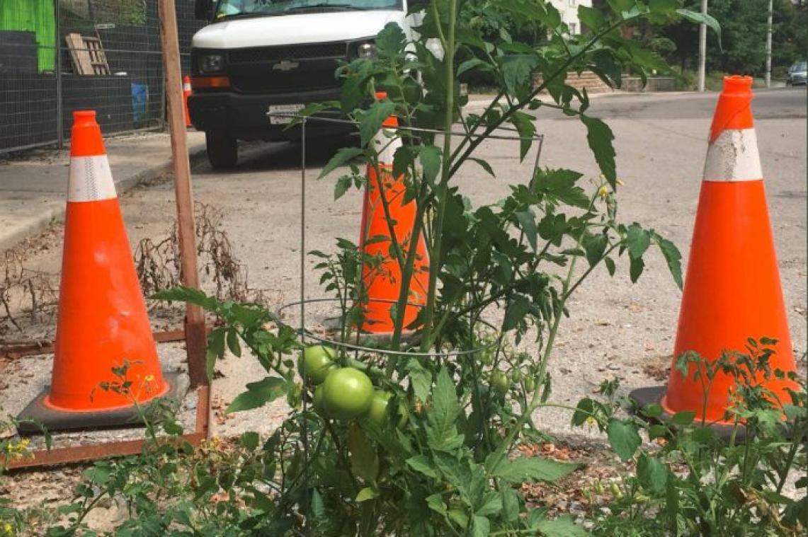 Inwoners uit Toronto zijn kapot wegdek beu en zetten er tomatenplant rond