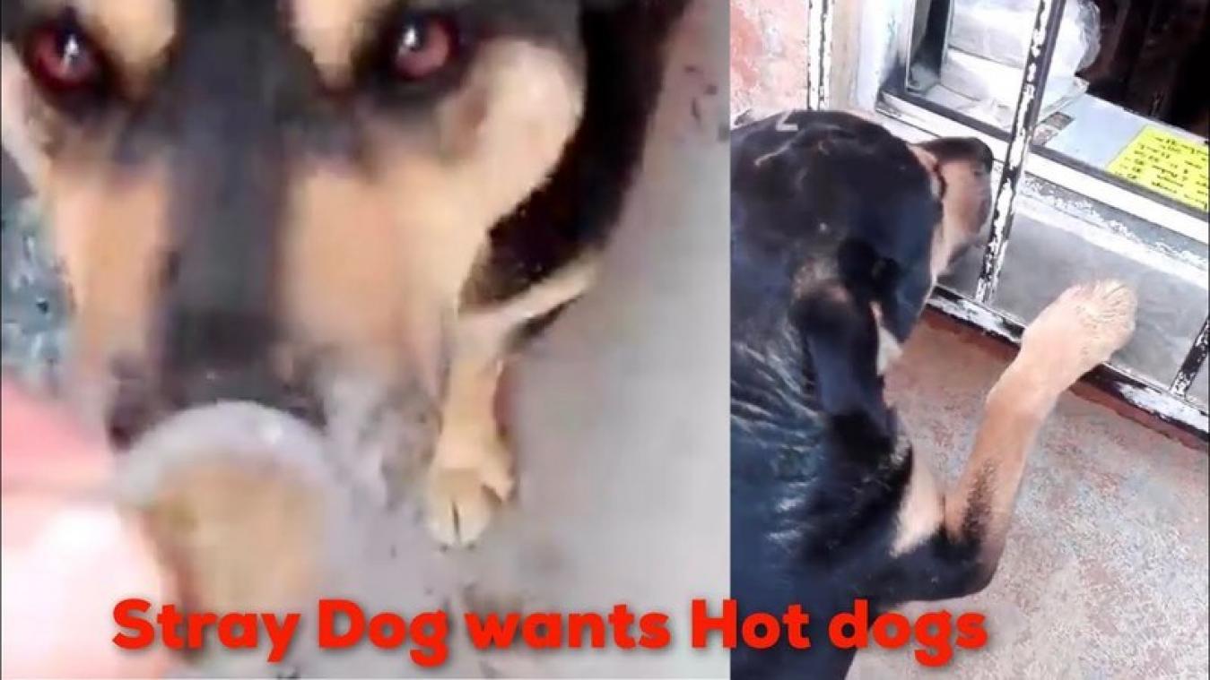 VIDEO. Zwerfhond bedelt om hotdog te kopen