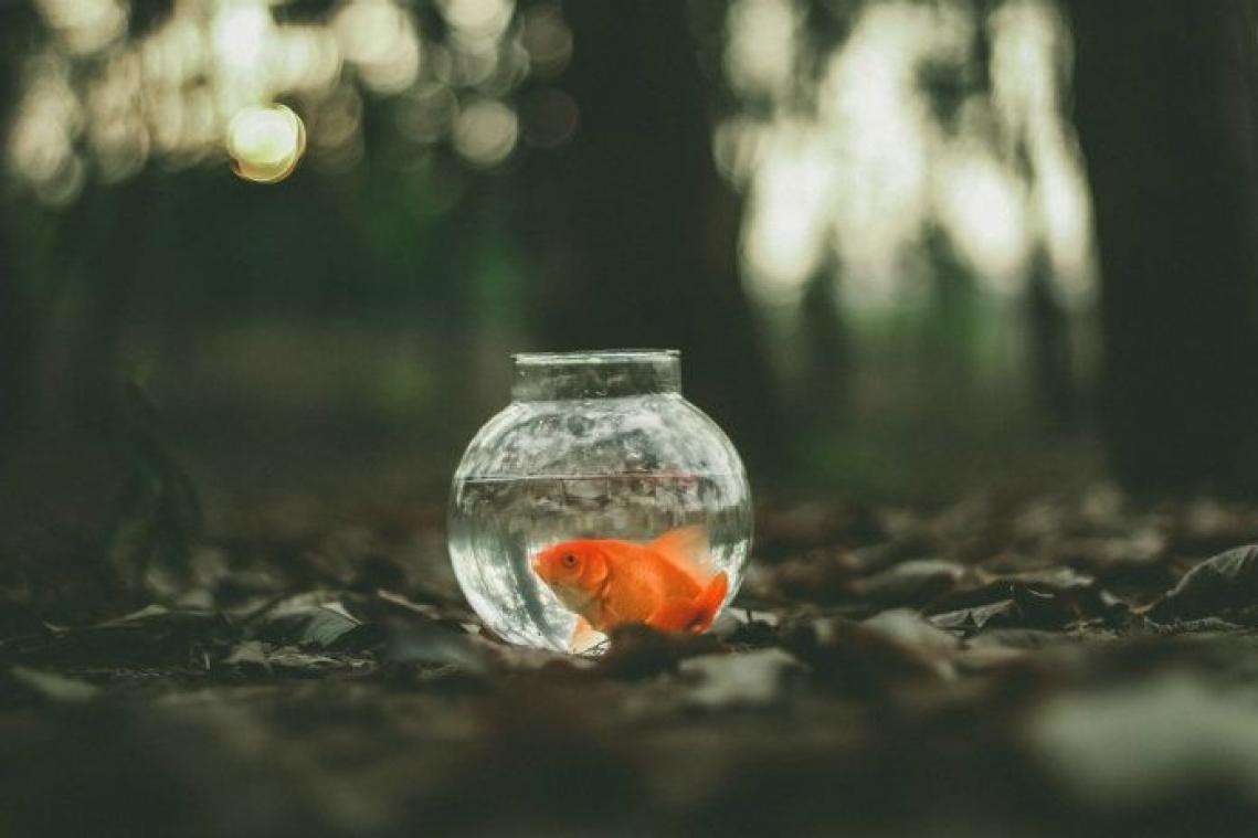 Blinkt je goudvis niet meer zo mooi? Aquarium in Parijs neemt het diertje over