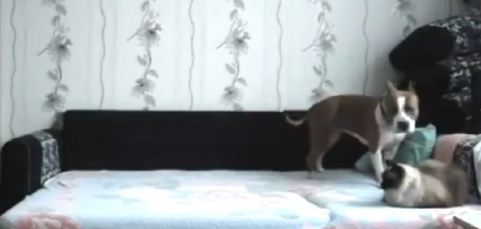 Dit doet de hond als je niet thuis bent
