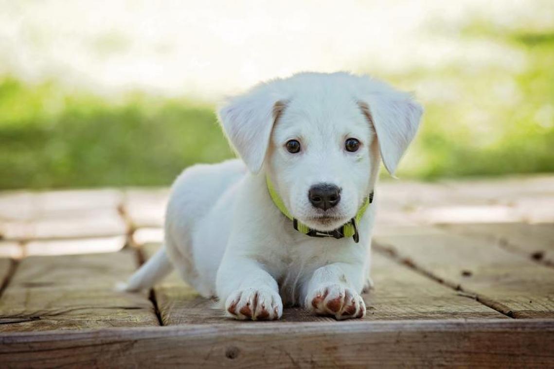 Geef jij deze honden een nieuwe thuis?