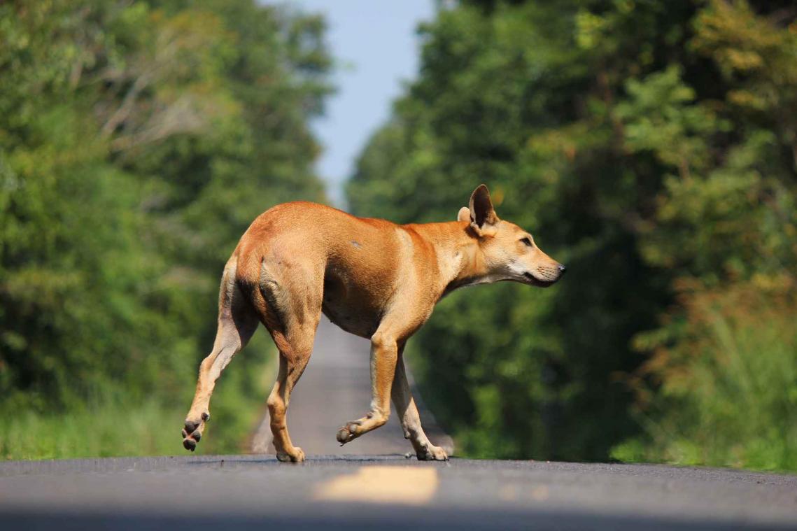 Politie rijdt hond opzettelijk dood