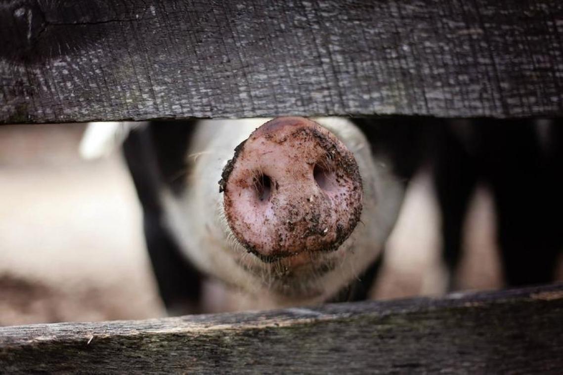 Spanje telt voor het eerst meer varkens dan Spanjaarden