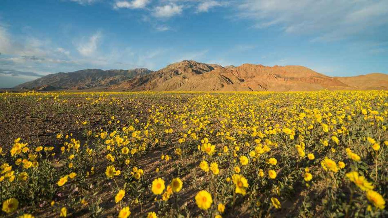 Warmste plek ter wereld staat vol bloemen
