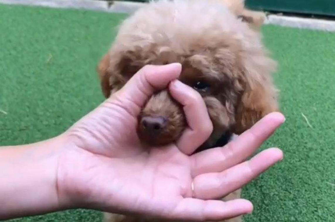 Nieuwe schattige challenge voor je hond verovert het internet