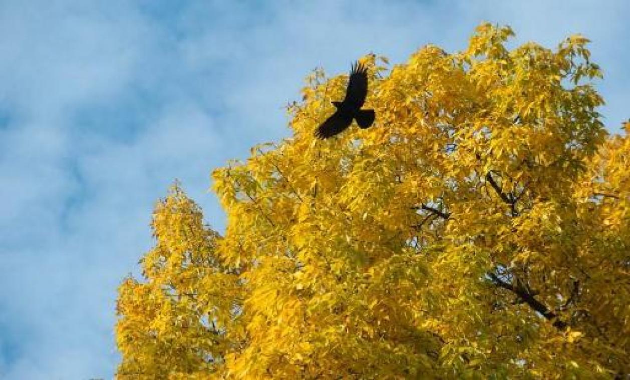 Na anderhalve eeuw opnieuw broedende raven in Vlaanderen