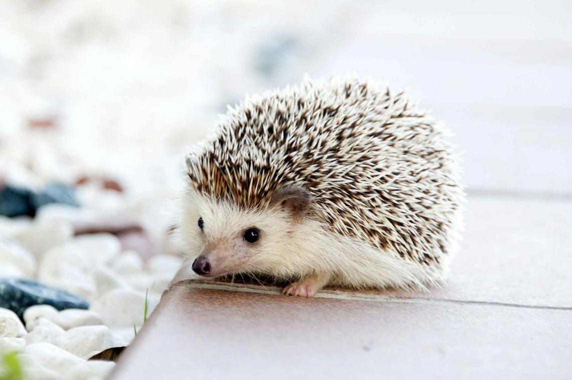 Dikke egel Hogzilla moet op dieet