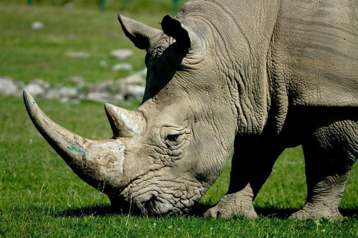 Onderzoekers verzamelen uitwerpselen van neushoorns om uitsterving te voorkomen