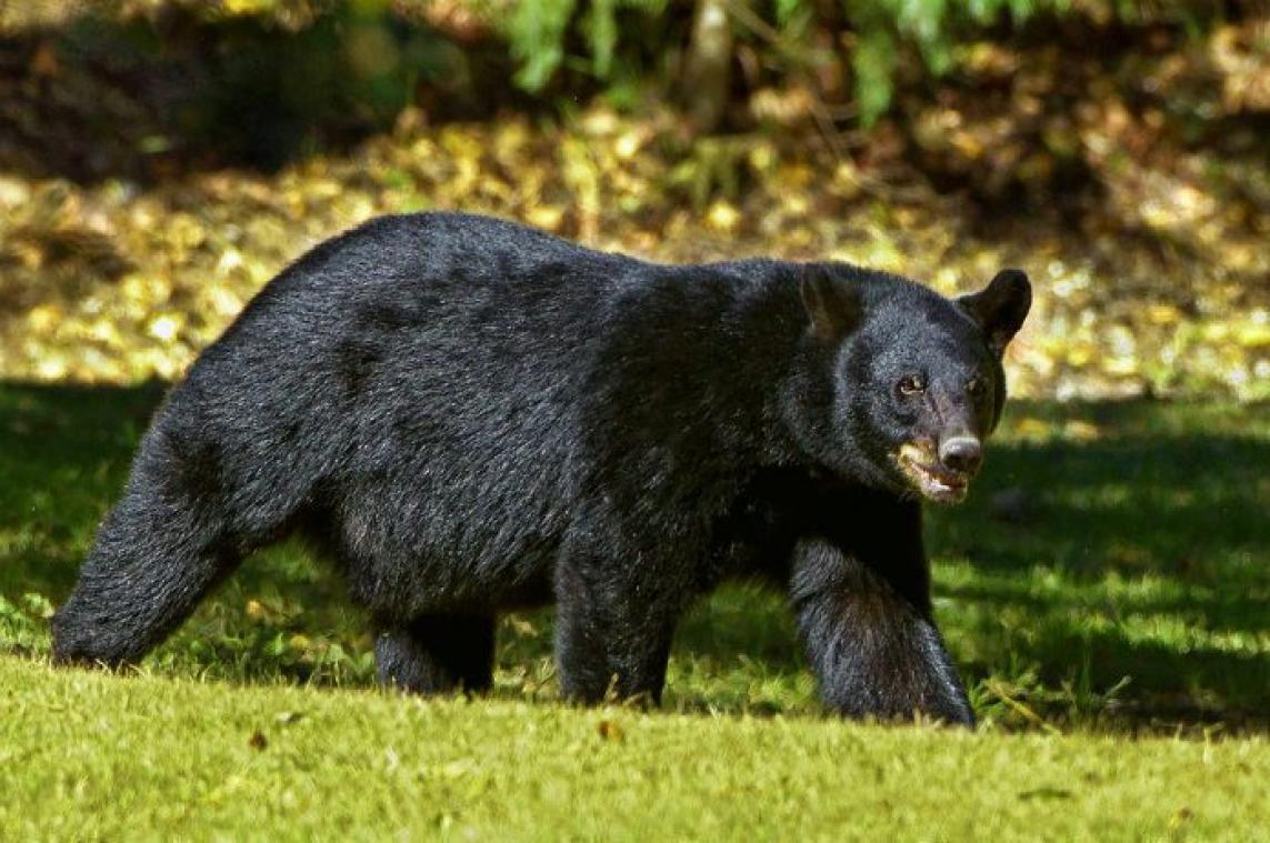 Jager zwaargewond na aanval van beer die hij neerschoot met pijl en boog