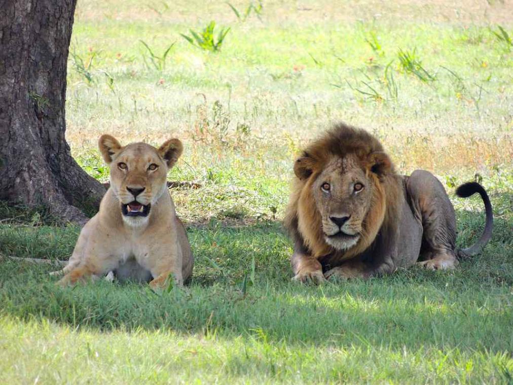 Te veel leeuwen door Cecil-effect'