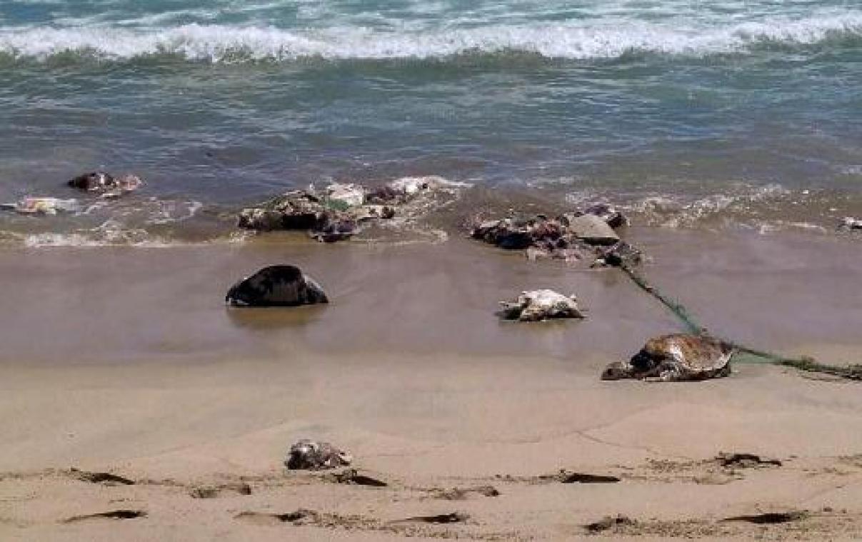 Honderden dwergschildpadden dood aangetroffen aan Mexicaanse kust